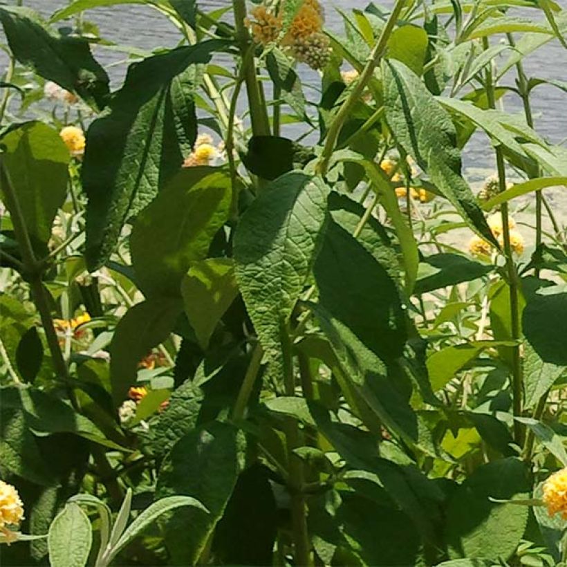 Buddleja weyeriana Sungold - Albero delle farfalle (Fogliame)