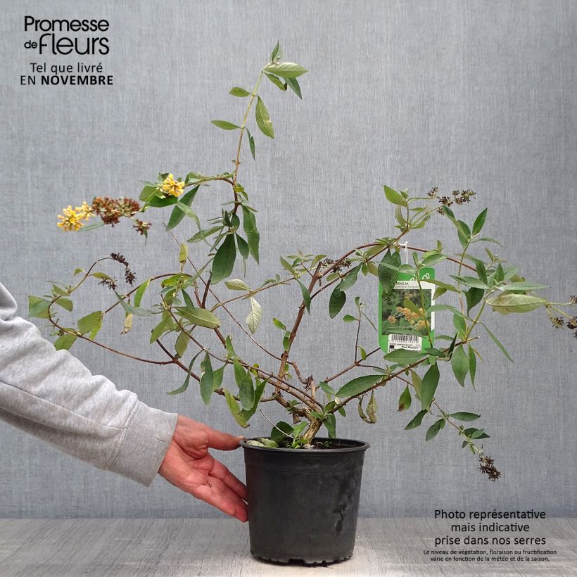 Esemplare di Buddleja weyeriana Sungold - Albero delle farfalle Vaso da 2L/3L come consegnato in autunno