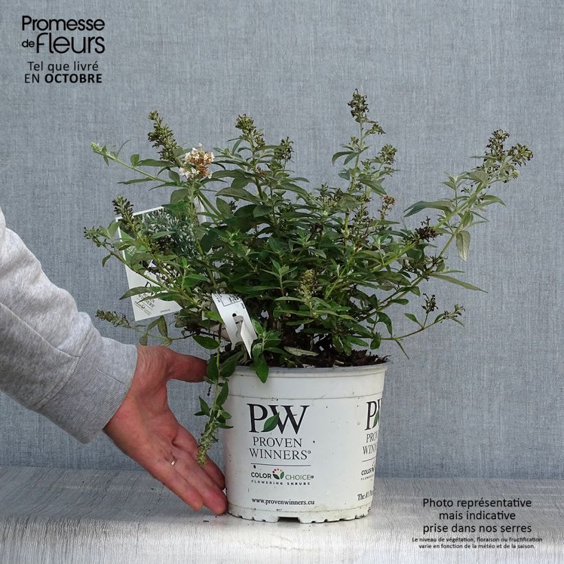 Esemplare di Albero delle farfalle White Chip Vaso da 2L/3L come consegnato in autunno