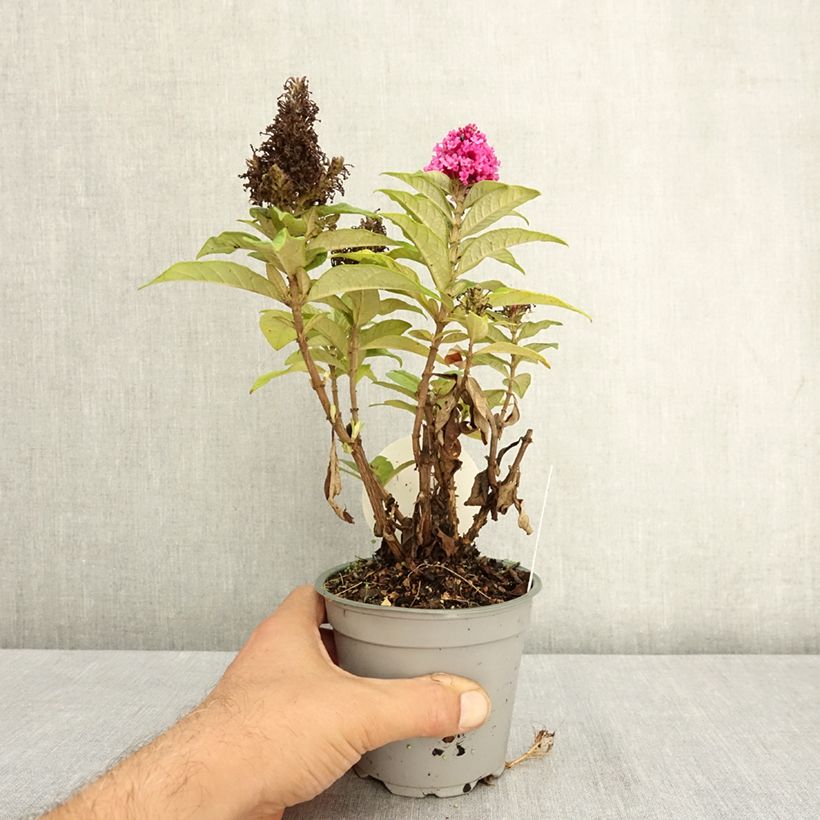 Esemplare di Albero delle farfalle Butterfly Candy Little Cerise Vaso da Ø 12 cm / 13 cm consegnato in estate