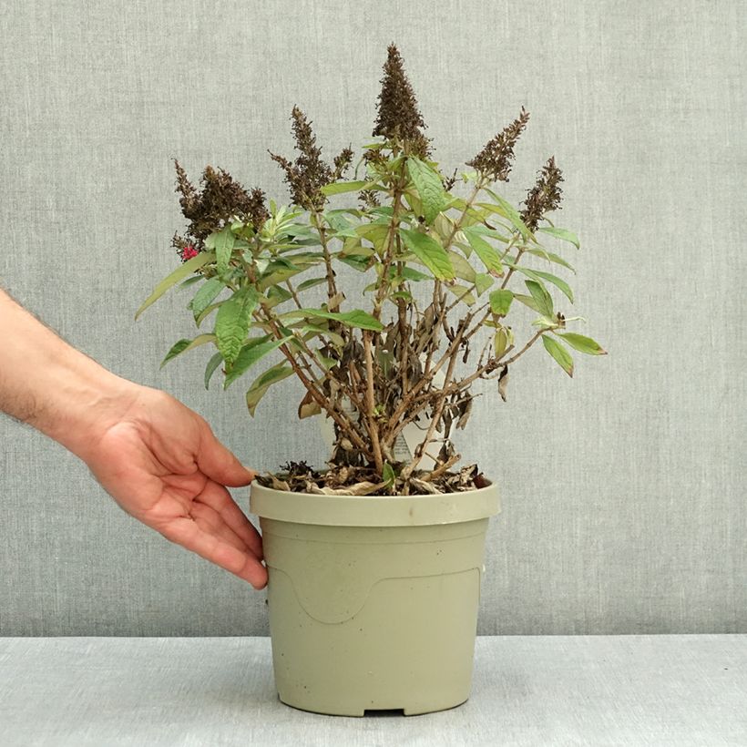 Esemplare di Albero delle farfalle Butterfly Candy Little Cerise Vaso da 3L/4L consegnato in estate