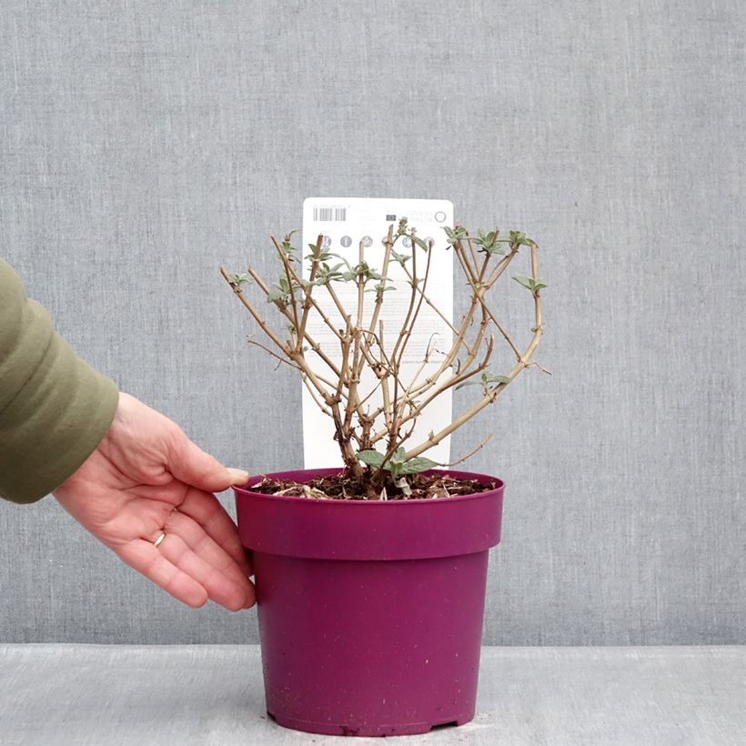 Albero delle farfalle Butterfly Candy Little Cerise Vaso da 3L/4L esemplare consegnato in inverno