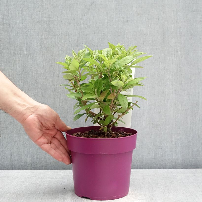 Albero delle farfalle Butterfly Candy Little Cerise Vaso da 3L/4L esemplare consegnato in primavera