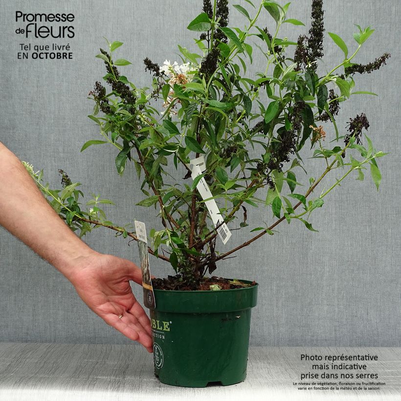 Esemplare di Albero delle farfalle Argus White Vaso da 3L/4L come consegnato in autunno