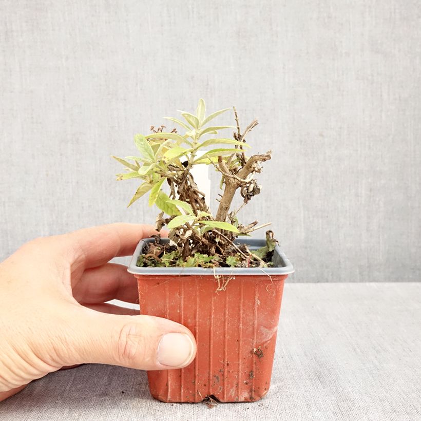 Esemplare di Albero delle farfalle Butterfly Candy Lila Sweetheart Vasetto da 8/9 cm come consegnato in autunno