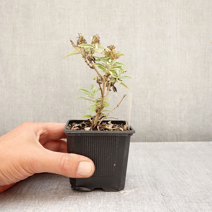 Esemplare di Albero delle farfalle Butterfly Candy Little White Vasetto da 8/9 cm come consegnato in autunno