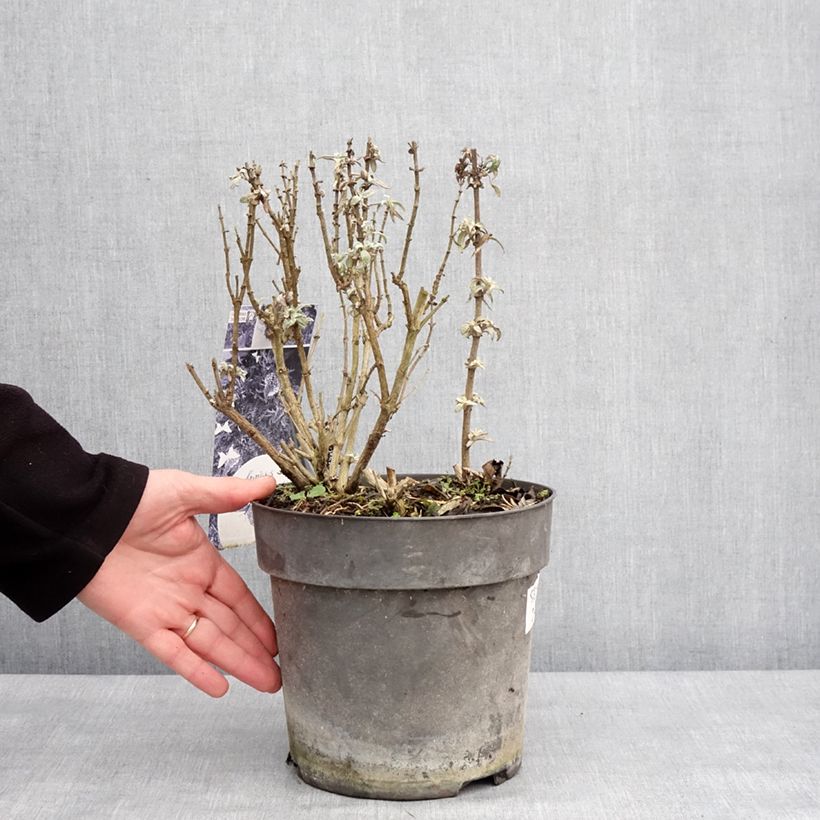 Albero delle farfalle Butterfly Candy Trio Vaso da 4L/5L esemplare consegnato in inverno