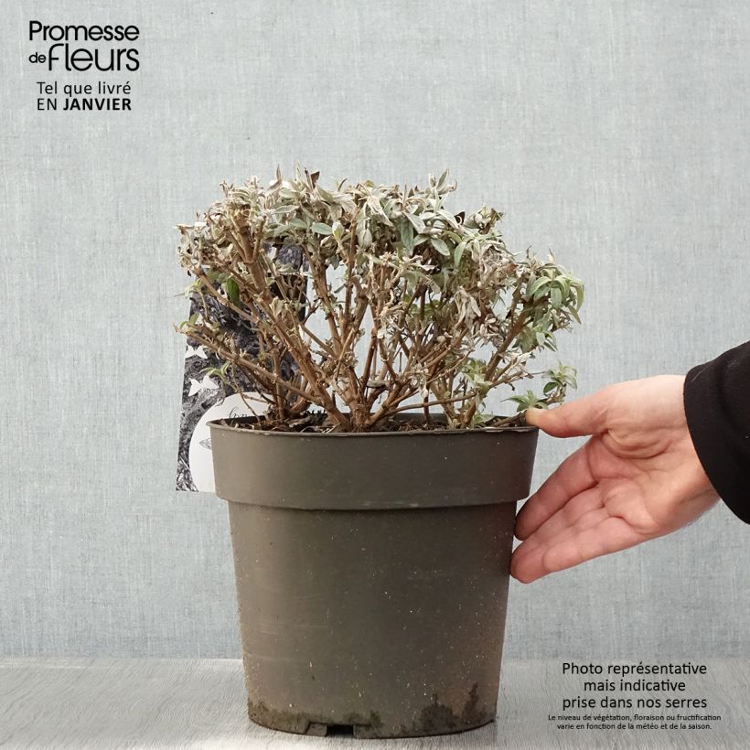 Albero delle farfalle Butterfly Candy Trio Mix Vaso da 4L/5L esemplare consegnato in inverno