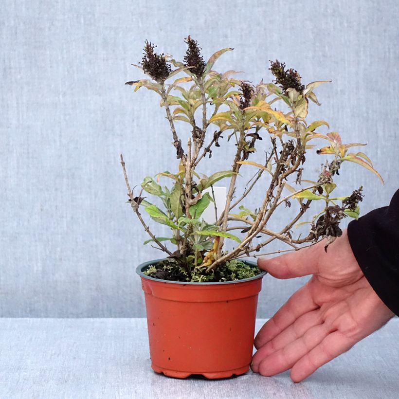 Esemplare di Albero delle farfalle Butterfly Candy Little Purple Vasetto da 8/9 cm come consegnato in autunno