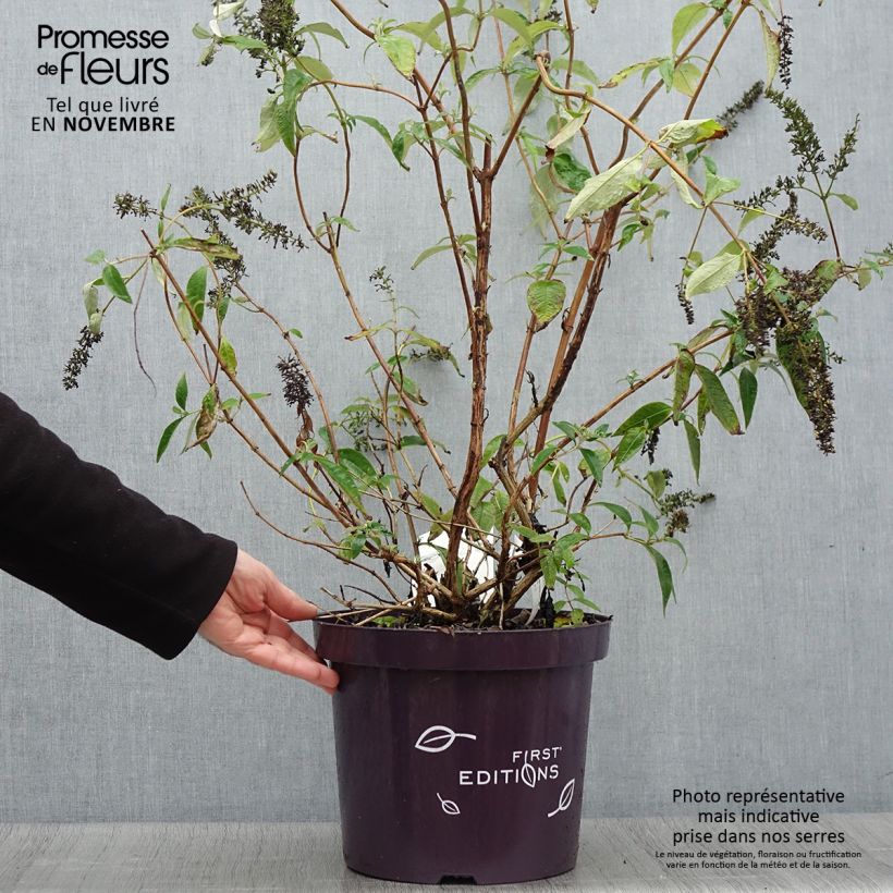 Esemplare di Albero delle farfalle Groovy Grape Vaso da 7,5L/10L come consegnato in autunno