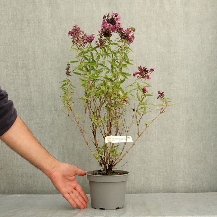 Esemplare di Buddleja davidii Octopus Magenta - Albero delle farfalle Vaso da 3L/4L consegnato in estate