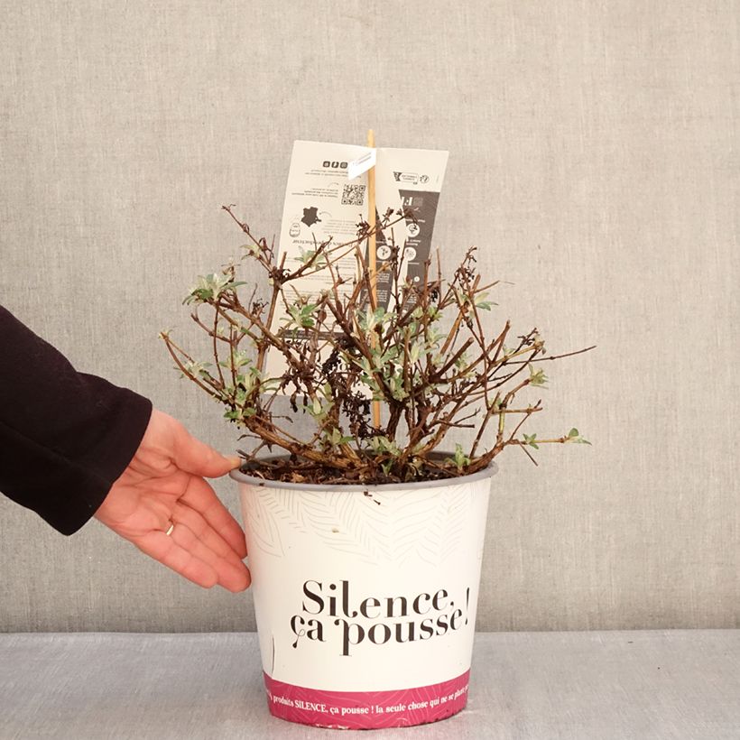 Albero delle farfalle Rêve de Papillon Lavender Vaso da 4L/5L esemplare consegnato in inverno