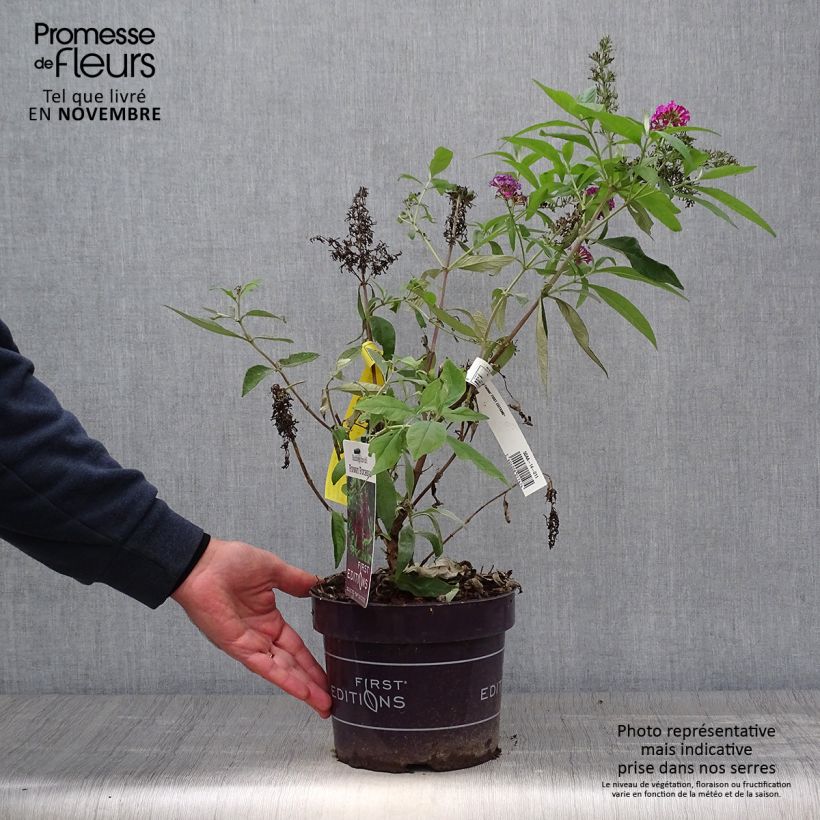 Esemplare di Albero delle farfalle Funky Fuchsia Vaso da 2L/3L come consegnato in autunno