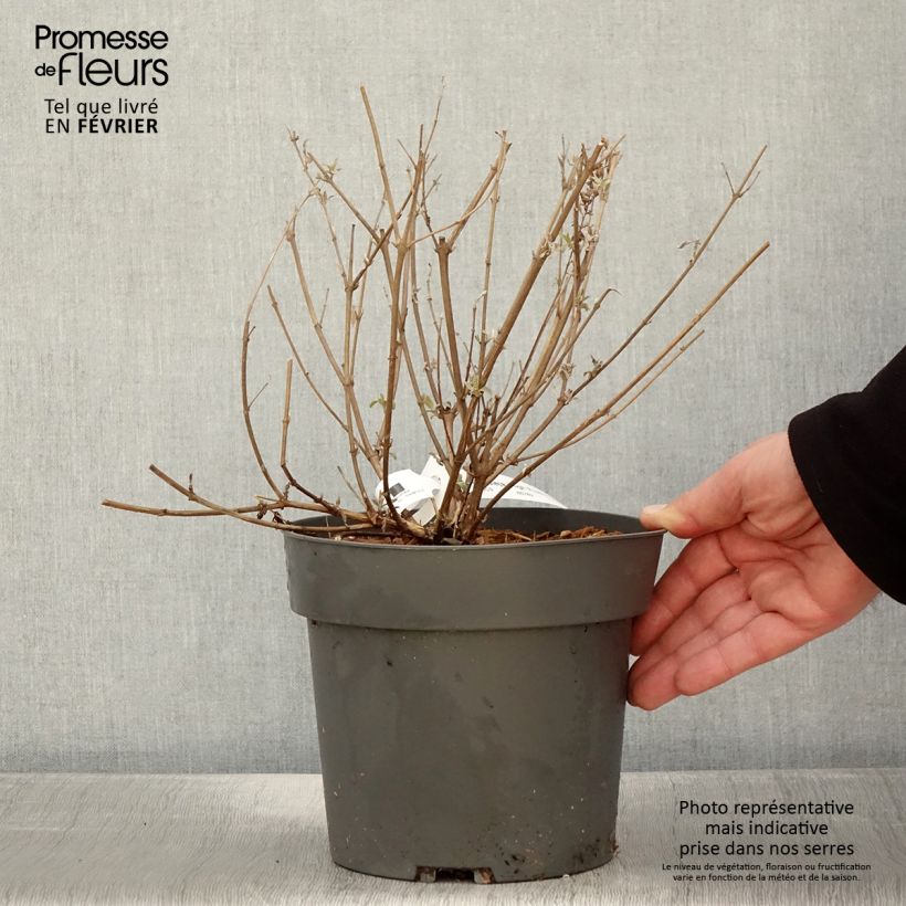 Albero delle farfalle High Five Purple Vaso da 2L/3L esemplare consegnato in inverno