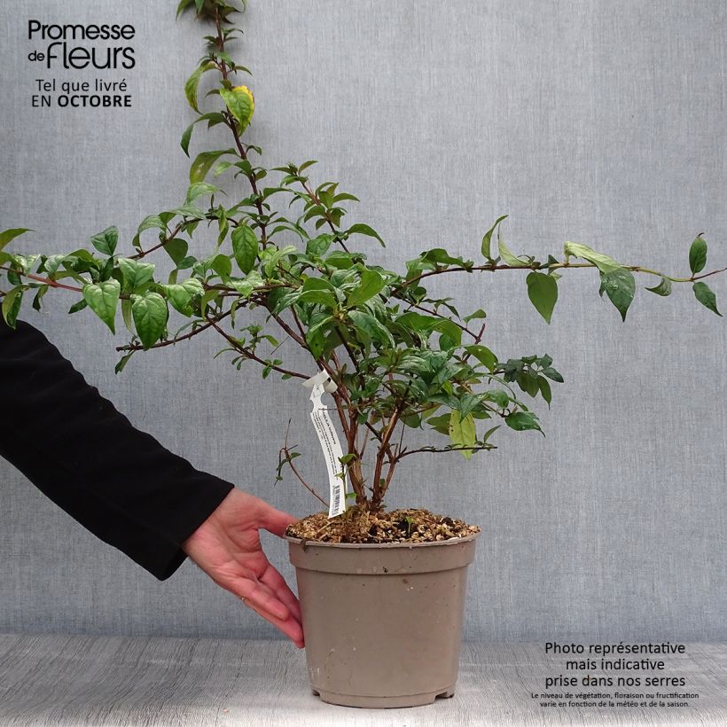 Esemplare di Buddleja lindleyana - Albero delle farfalle Vaso da 4L/5L come consegnato in autunno