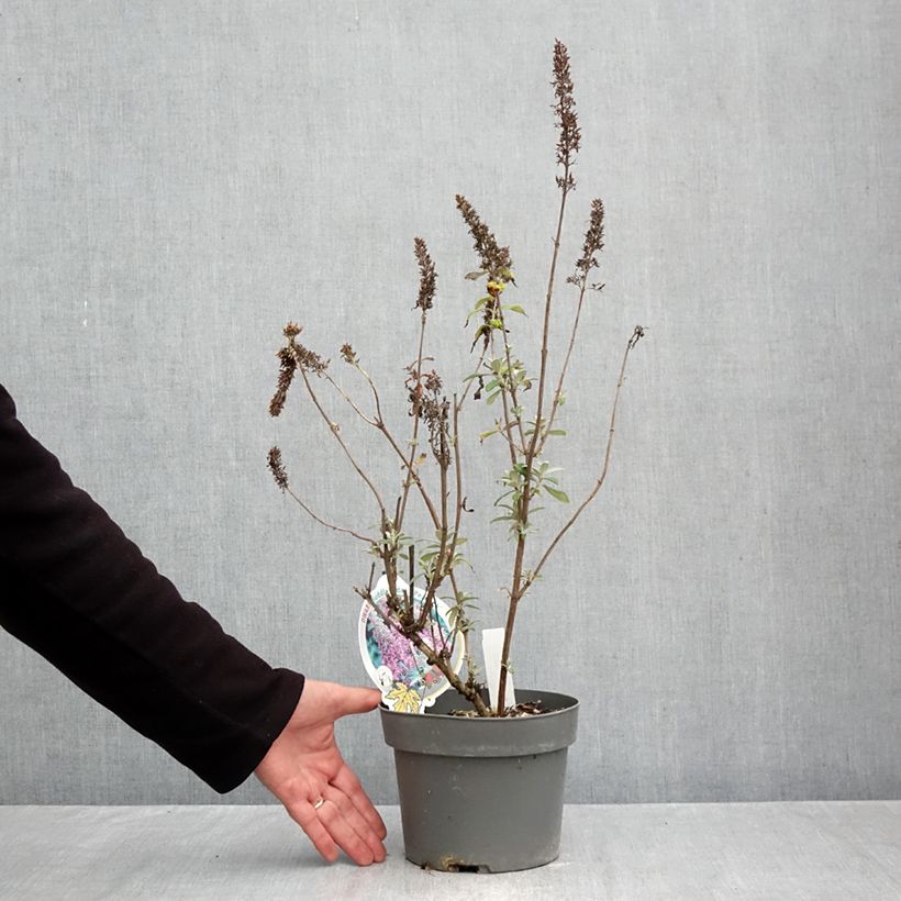 Esemplare di Albero delle farfalle Peacock Vaso da 3L/4L come consegnato in autunno