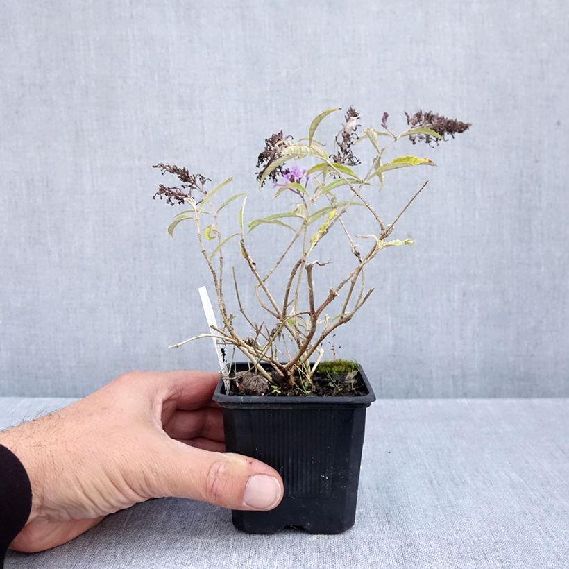 Esemplare di Albero delle farfalle Wisteria Lane Vasetto da 8/9 cm come consegnato in autunno