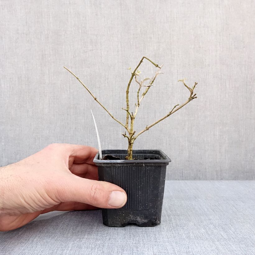 Albero delle farfalle Wisteria Lane Vasetto da 8/9 cm esemplare consegnato in inverno