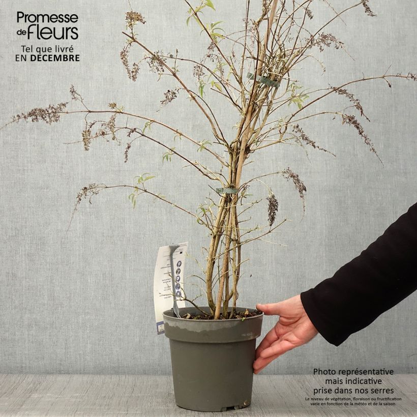 Esemplare di Albero delle farfalle Wisteria Lane Vaso da 3L/4L come consegnato in autunno