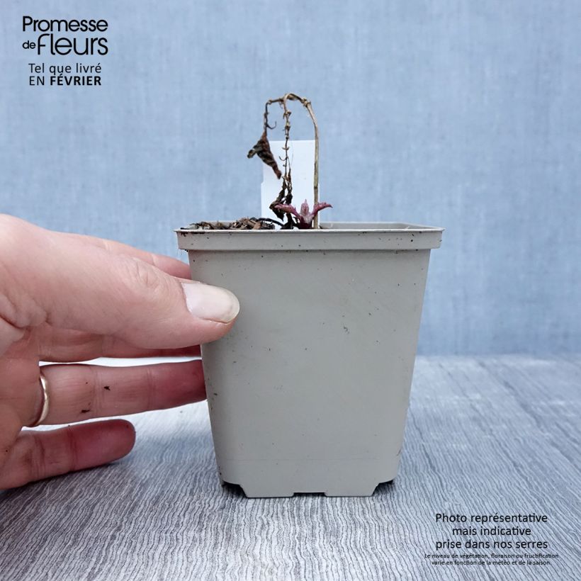 Ajuga incisa Frosted Jade Vasetto da 8/9 cm esemplare consegnato in inverno