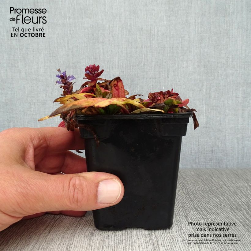 Esemplare di Ajuga reptans Atropurpurea - Bugola Vasetto da 7/8 cm come consegnato in autunno