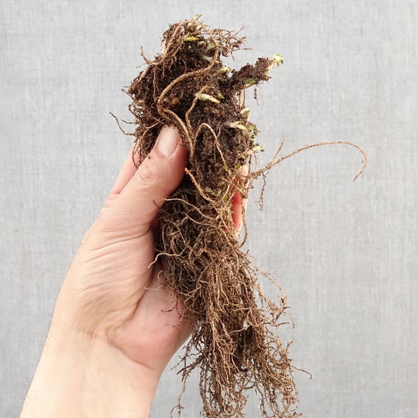 Ajuga reptans Atropurpurea - Bugola Piante piccole a radice nuda esemplare consegnato in inverno