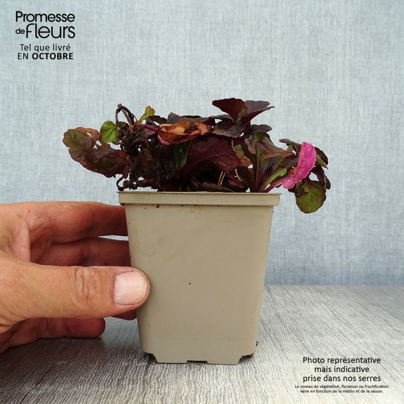 Esemplare di Ajuga reptans Black Scallop - Bugola Vasetto da 8/9 cm come consegnato in autunno