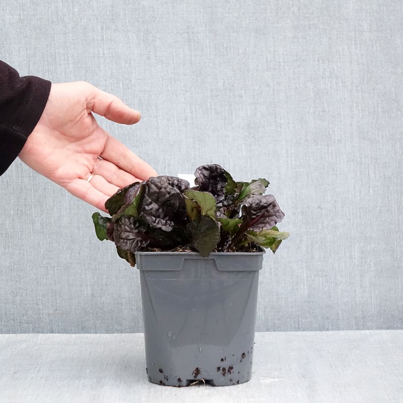 Esemplare di Ajuga reptans Black Scallop - Bugola Vaso da 2L/3L come consegnato in autunno