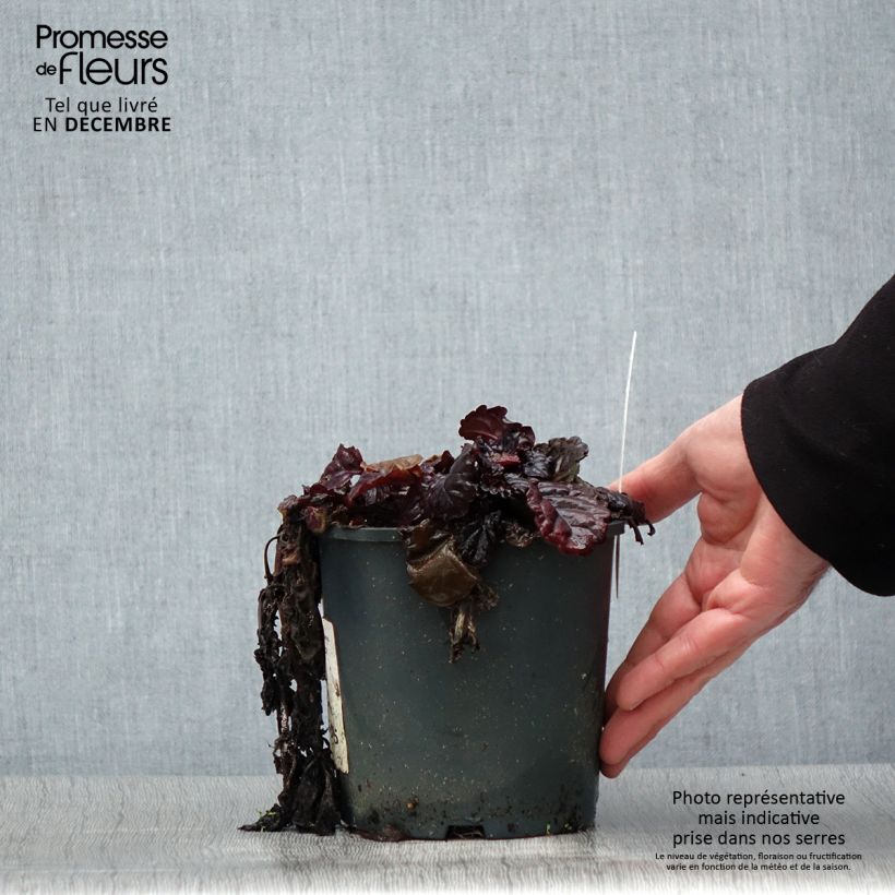 Ajuga reptans Black Scallop - Bugola Vaso da 2L/3L esemplare consegnato in inverno