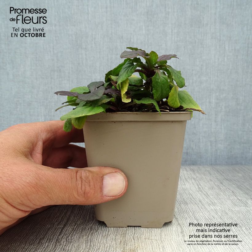 Esemplare di Ajuga reptans Braunherz - Bugola Vasetto da 8/9 cm come consegnato in autunno