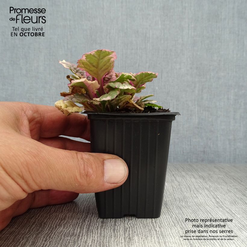 Esemplare di Ajuga reptans Burgundy Glow - Bugola Vasetto da 7/8 cm come consegnato in autunno