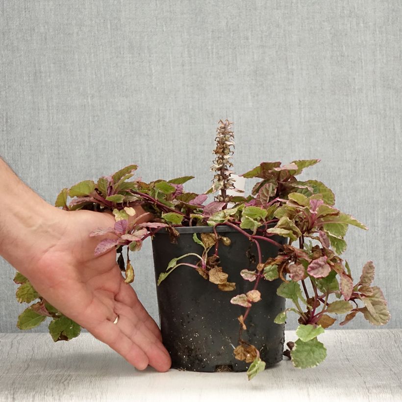 Esemplare di Ajuga reptans Burgundy Glow - Bugola Vaso da 2L/3L consegnato in estate
