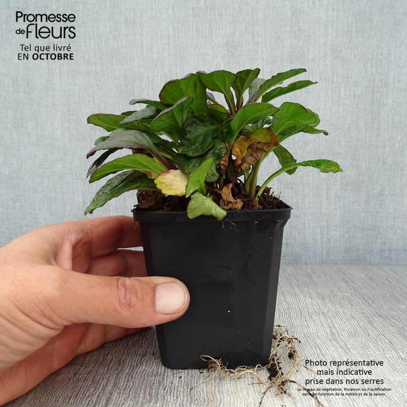 Esemplare di Ajuga reptans Catlin's Giant - Bugola Vasetto da 8/9 cm come consegnato in autunno