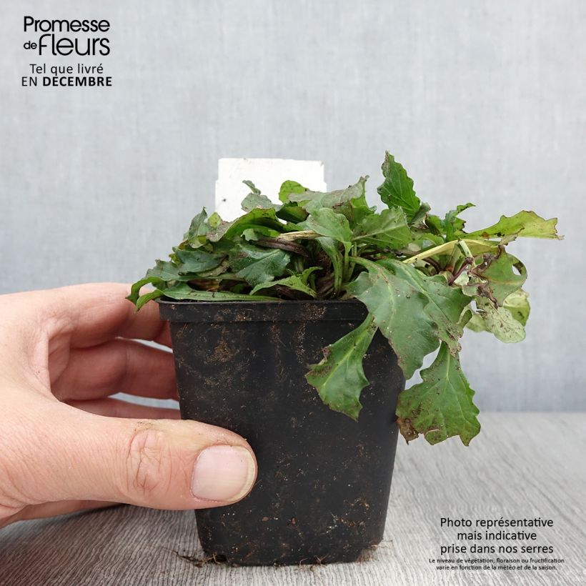 Esemplare di Ajuga reptans - Bugola Vasetto da 8/9 cm come consegnato in autunno