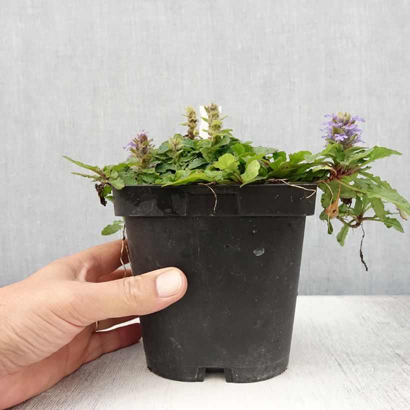 Esemplare di Ajuga reptans - Bugola Vaso da 2L/3L consegnato in estate