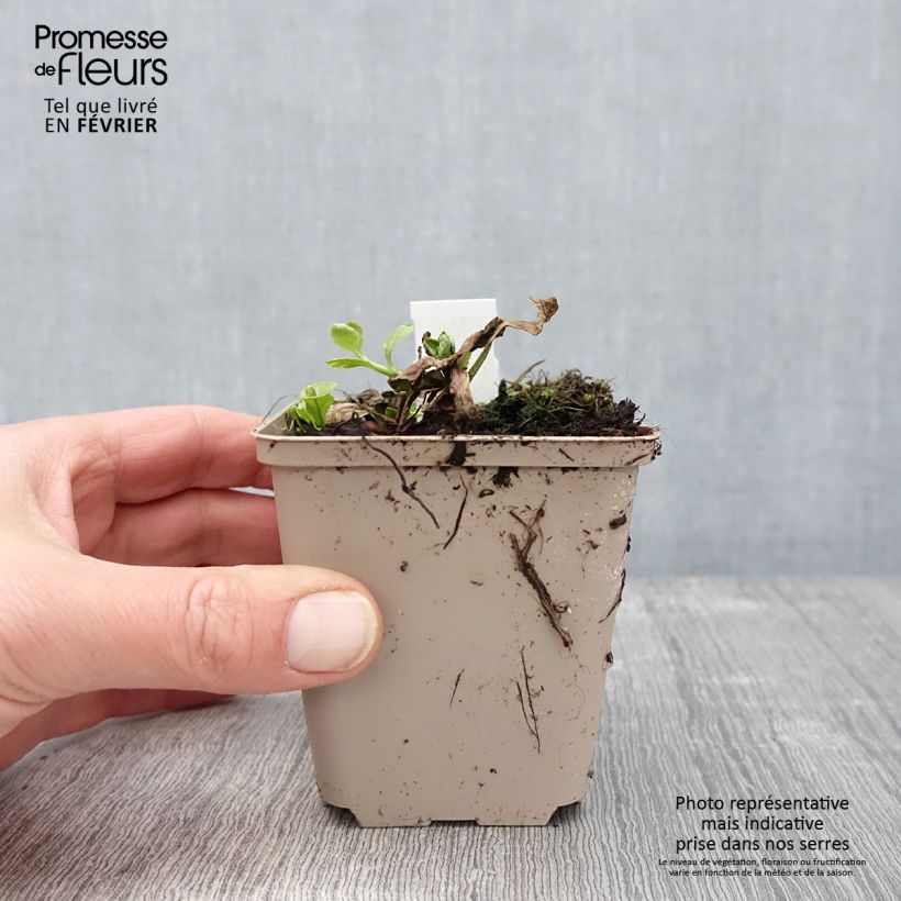 Ajuga reptans Golden Glow - Bugola Vasetto da 8/9 cm esemplare consegnato in inverno