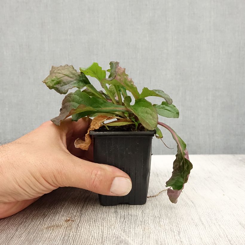 Esemplare di Ajuga reptans Purple Torch - Bugola Vasetto da 7/8 cm come consegnato in autunno