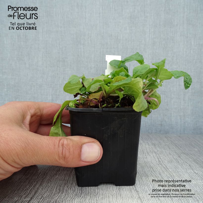 Esemplare di Ajuga reptans Rosea - Bugola rosa Vasetto da 8/9 cm come consegnato in autunno