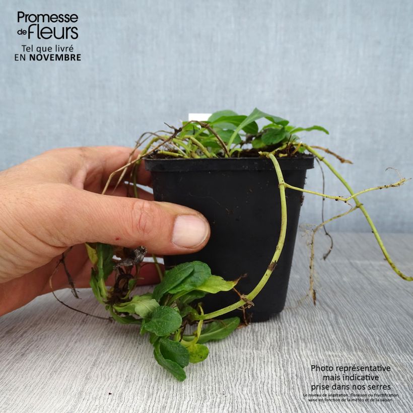 Esemplare di Ajuga reptans Sanne - Bugola Vasetto da 8/9 cm come consegnato in autunno
