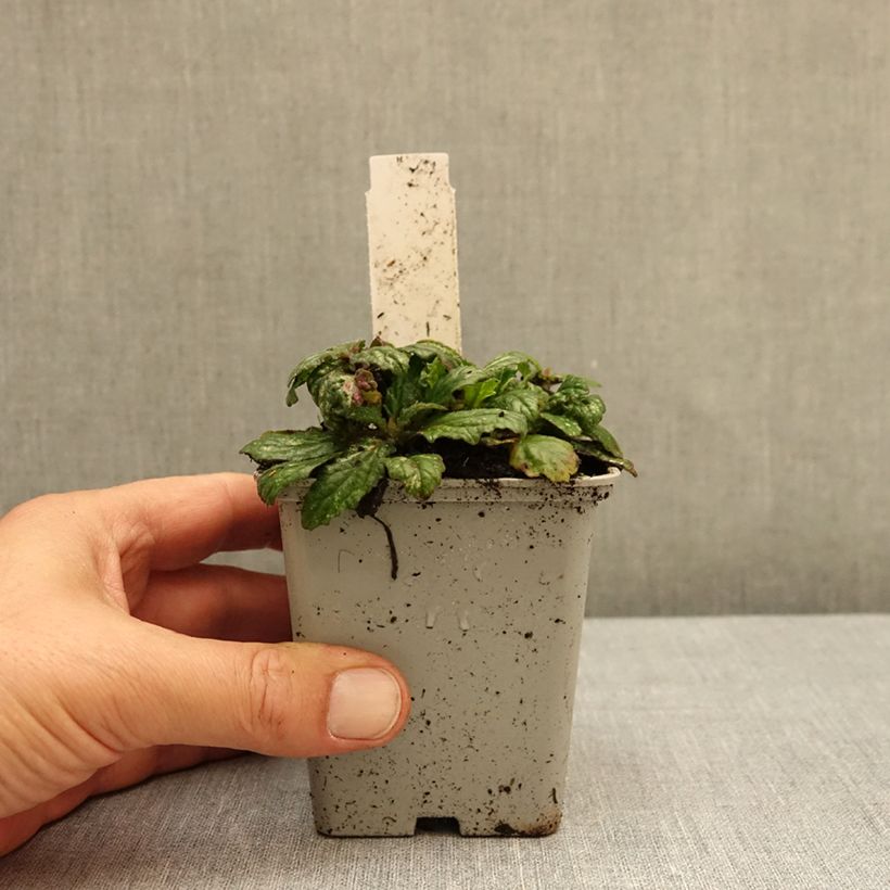 Esemplare di Ajuga reptans Sparkler - Bugola Vasetto da 8/9 cm come consegnato in autunno
