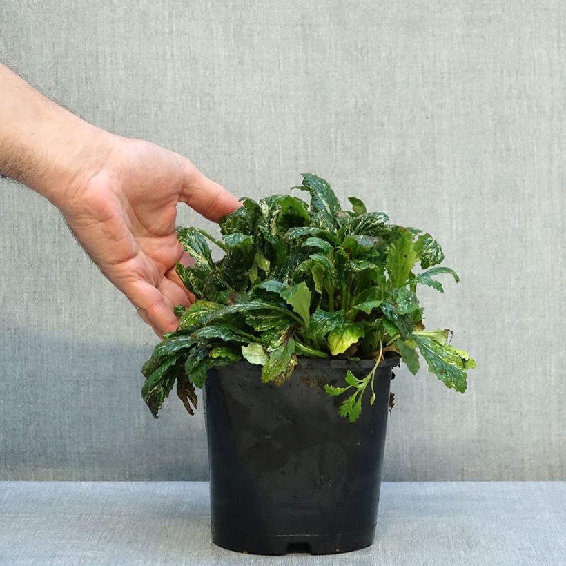 Esemplare di Ajuga reptans Sparkler - Bugola Vaso da 2L/3L come consegnato in autunno