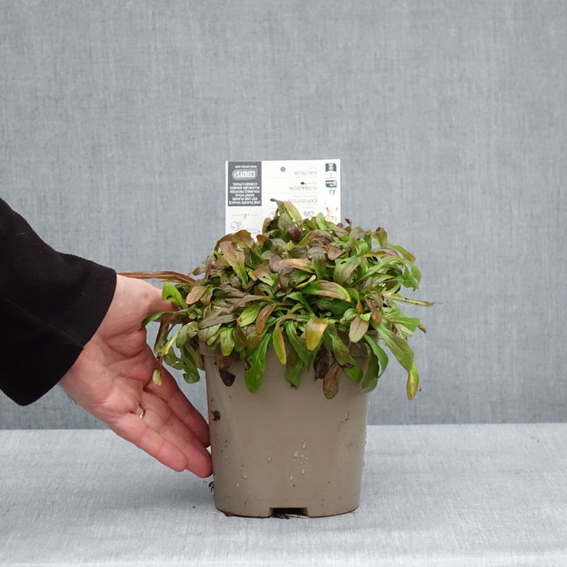 Ajuga Cordial Canary - Bugola Vaso da 2L/3L esemplare consegnato in inverno