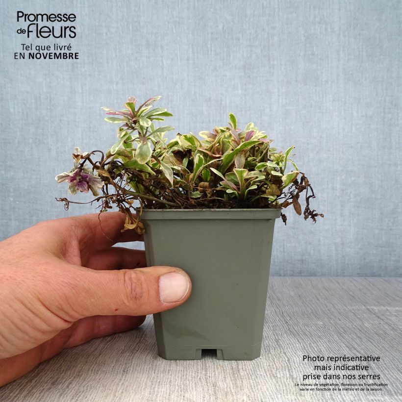 Esemplare di Ajuga Princess Nadia - Bugola Vasetto da 8/9 cm come consegnato in autunno