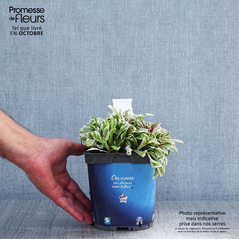 Esemplare di Ajuga Princess Nadia - Bugola Vaso da 1,5L/2L come consegnato in autunno