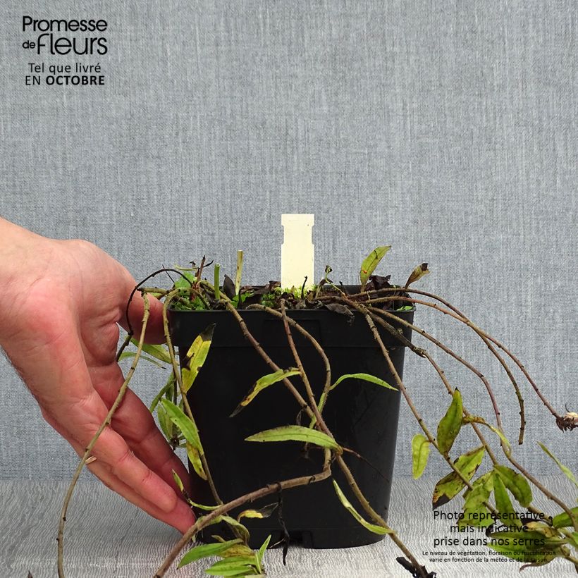 Esemplare di Buglossoides purpurocaerulea - Erba-perla azzurra Vaso da 2L/3L come consegnato in autunno