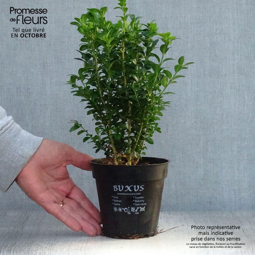 Esemplare di Buxus sempervirens - Bosso Vaso da Ø 12 cm / 13 cm come consegnato in autunno