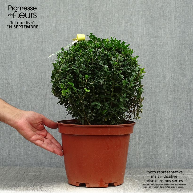 Esemplare di Buxus sempervirens - Bosso palla Vaso da 7,5L/10L come consegnato in autunno