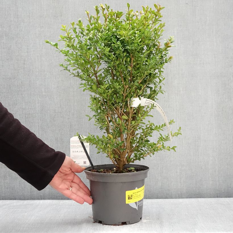 Buxus Betterbuxus Heritage - Bosso Vaso da 3L/4L esemplare consegnato in inverno