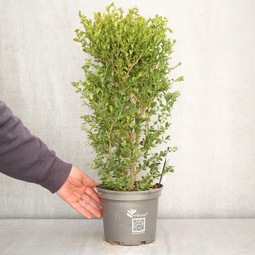 Buis - Buxus Betterbuxus Heritage Vaso da 3L/4L esemplare consegnato in primavera