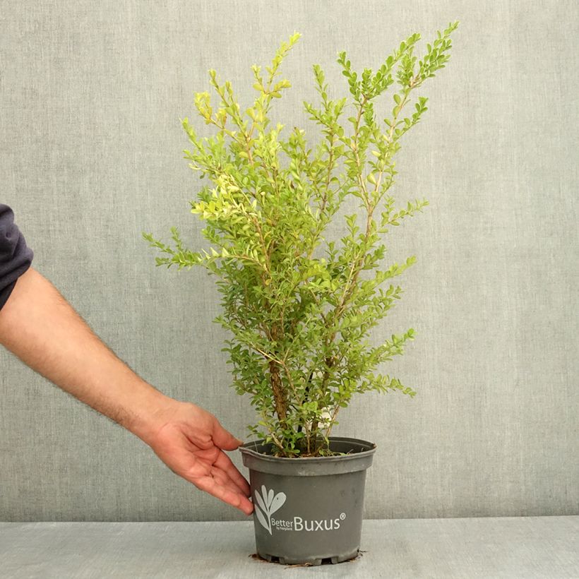 Esemplare di Buxus Betterbuxus Renaissance - Bosso Vaso da 3L/4L consegnato in estate